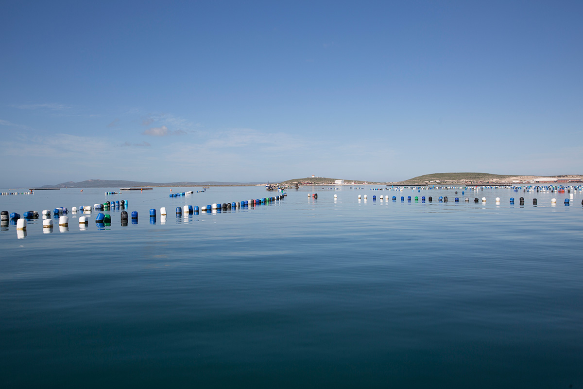 The Saldanha Experience