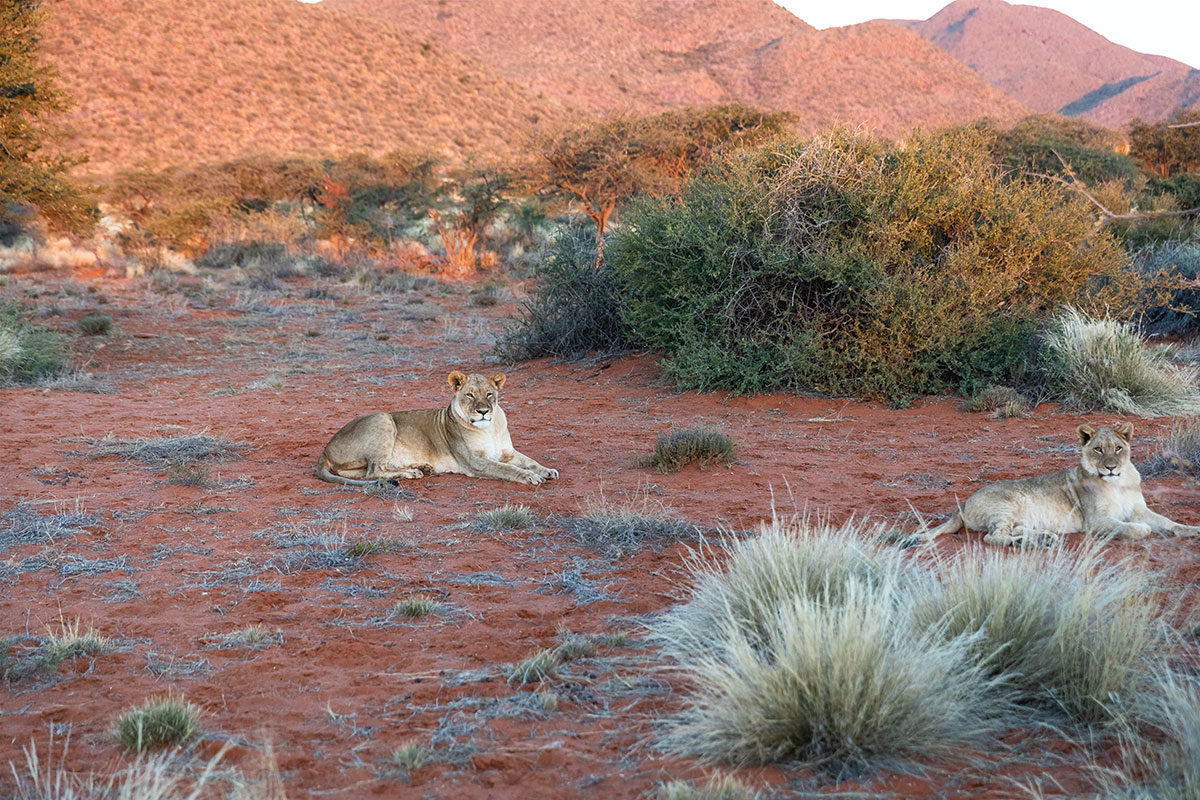Lions Tswalu • Drizzle and Dip Female Lions t Tswalu Private Game Reserve, South Africa